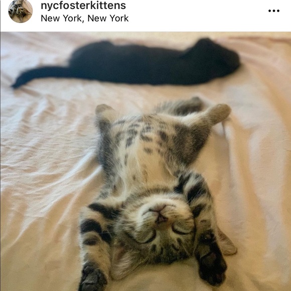 Foster Kitten Love 😻 - Picture 13 of 16